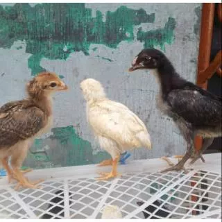 Ayam joper - anak ayam joper - bibit ayam joper