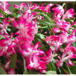 Tanaman Wijaya Kusuma kepiting bunga pink - Wijaya Kusuma bunga pink - wijaya kusuma kepiting