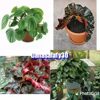 tanaman begonia 2 paket jenis(MURAH!!)