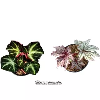 paket  2 tanaman begonia