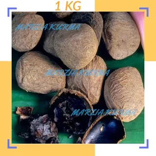 Kluwak-Kluwek-Picung-Kepayang 1 KG Isi Banyak