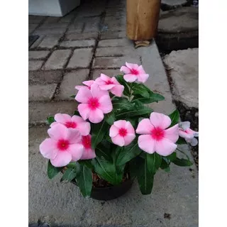 Tanaman Bunga Vinca Pink - Vinca sp