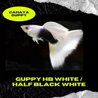 ikan guppy HB White/ Half Black White/ ikan hias aquascape aquarium / sepasang jantan betina indukan
