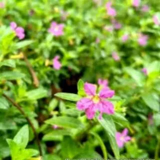 Tanaman hias bunga taiwan beauty bunga ungu