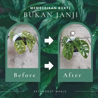 Pupuk Organik Cair Tanaman Hias Semua Jenis 3 Free 1 Liter VETABOOST MAGIC Bukan Pupuk NPK Mutiara 161616 Pupuk Kandang Pupuk Urea Pupuk MKP Kapur Dolomit Vitamin b1 Untuk Tanaman