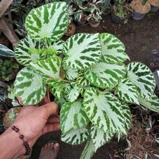 Tanaman Begonia Moss Carpet