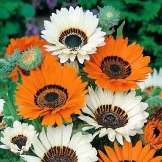 biji benih venidium bunga cape daisy seeds isi 15 biji mix orange prince zulu white import