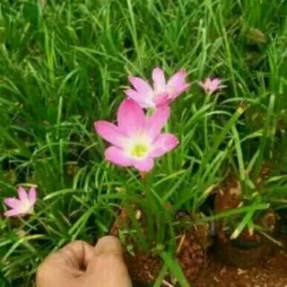 Tanaman hias lili hujan bunga pink - lili hujan - kucai tulip