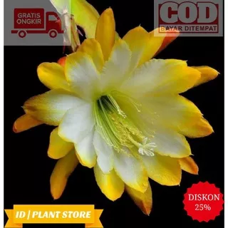 Tanaman wijaya kusuma Bunga putih-kuning hybrid-bibit wijaya kusuma-tanaman gantung-tanaman hidup