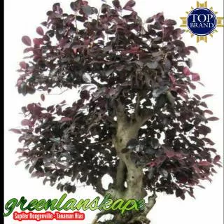 Tanaman hias serut merah bibit bonsai - pitalum - pitaloka