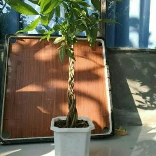 Tanaman hias pacira kepang 6, tanaman patchira, money tree