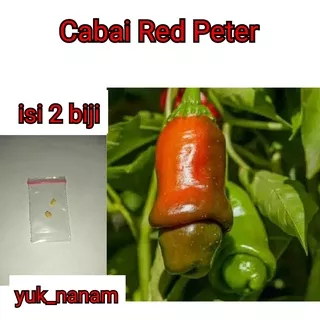 2 Biji Benih Cabe Red Peter Pepper Bibit Tanaman Cabai Hias