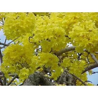 30 Biji bunga bungur jepang kuning | SULTANFARMER706
