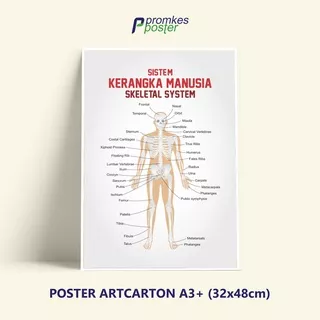 Poster Kesehatan Anatomi Sistem Kerangka Manusia Skeletal System