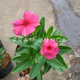 VINCA