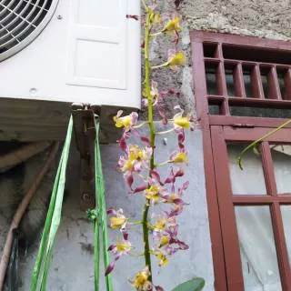 Anggrek Dendrobium Rambo