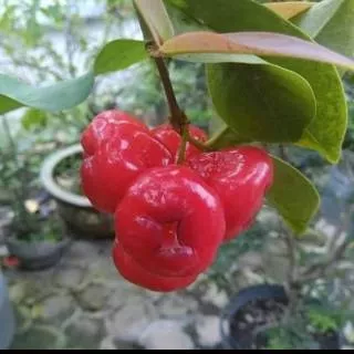 Bibit Jambu Air Kancing Merah 400 gram / Bibit