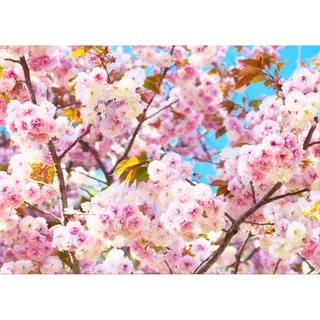 1 Benih Bunga Sakura fugenzou