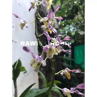 Anggrek Dendrobium Rambo (keriting)