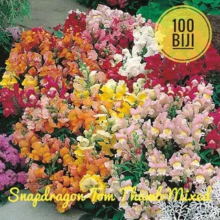 Snapdragon tomb Thumb Mix - isi 100 biji