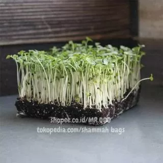 Microgreens Kale - Dwarf Siberian - 5 Gram (+/- 900 benih) - Repack Benih USA