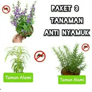 Tanaman anti nyamuk- 3 paket tanaman anti nyamuk  tanaman jodiak tanaman rosemary tanaman lavender