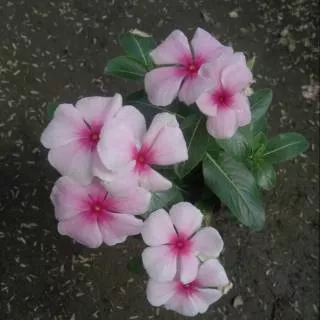 Vinca