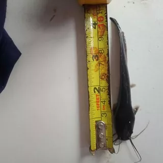 bibit ikan lele sangkuriang organik 10-11 cm benih catfish konsumsi