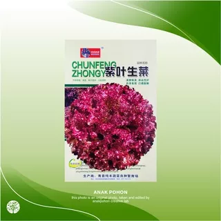 ( 1 PACK ) Benih Selada Merah Red Coral Lettuce Tipe A Seeds Retail Pack - IMPORT