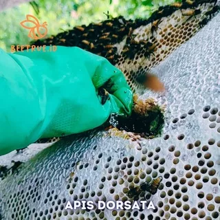 madu apis dorsata (tawon gung)