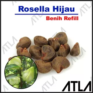 Benih Rosella Hijau Bibit Biji Tanaman Green Roselle Plant Refill