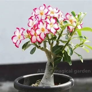 Biji Benih Bunga Adenium Kamboja Jepang