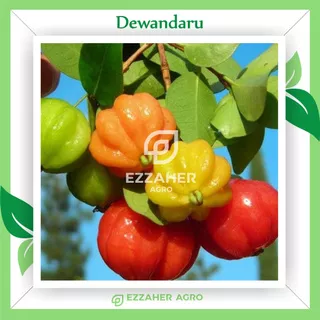 Bibit Tanaman Buah Dewandaru | cermai belanda |  dewa ndaru | unik dan langka | cepat berbuah