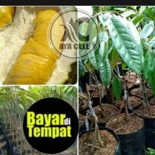 Durian musaking kaki tiga bibit pohon durian