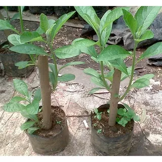 Bibit Tanaman -Pohon Sambung Nyawa / Daun Afrika Selatan (Obat Herbal)