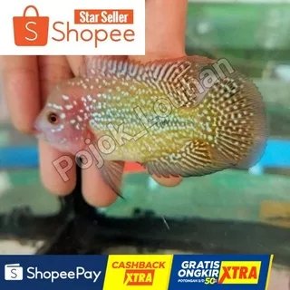 Louhan Kamfa F2 Ori thailand (size 8 cm up)