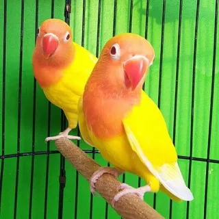 Sepasang burung Lovebird Lutino mm dewasa