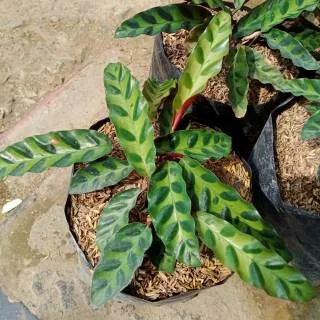 Tanaman calathea jago / lancifolia