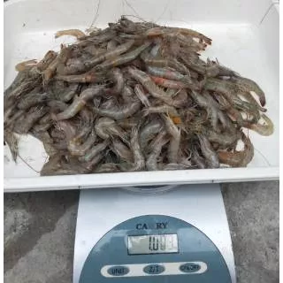 Udang 1 KG