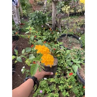 Lantana kuning