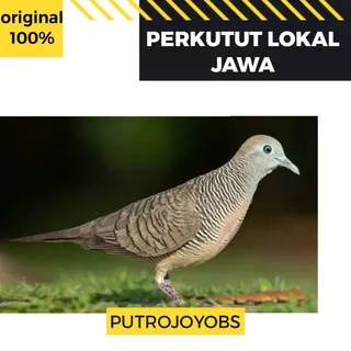 PERKUTUT LOKAL JAWA DAN BLEBET BALI PILIHAN BAGUS