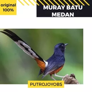 BURUNG MURAY MURAI MEDAN BAHAN JANTAN EKOR PANJANG BAGUS PILIHAN