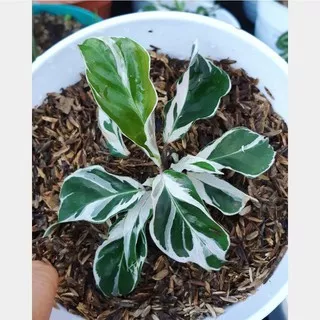 TANAMAN HIAS CALATHEA WHITE FUSHION MINI