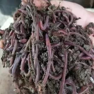 Pakan umpan ternak unggas ikan belut lumbricus budidaya 1/4 kg 250 gr tanah Cacing merah ANC hidup