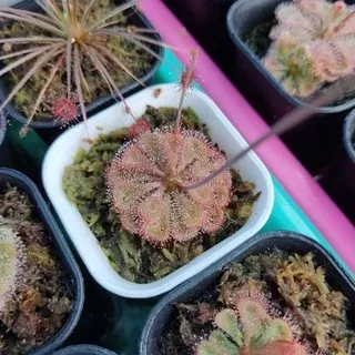 Drosera Burmanii Humpty Doo / Burmanii Red