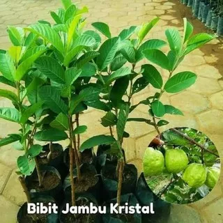 bibit jambu super green