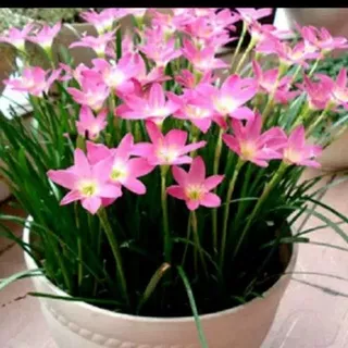 tanaman hias kucai tulip bunga pink - Tanaman Hidup-Bunga Hidup Murah Bunga Hiasan Indoor