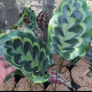 tanaman calathea merak/peacock