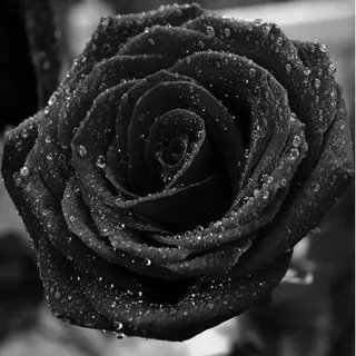 Siap Kirim Benih - Bibit - Biji Bunga Black Rose Import / Mawar Hitam Buru Order