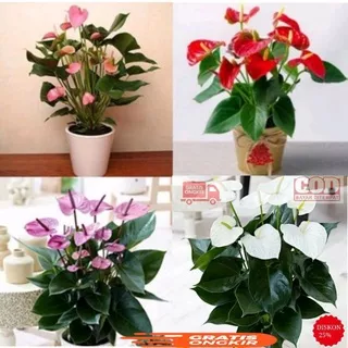 Tanaman hias Anthurium Mickey Mouse Tanaman hias mickey mouse tanaman hias Anthurium ungu putih pink ungu kuning